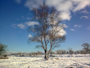About Rachel. tree on moor in snow